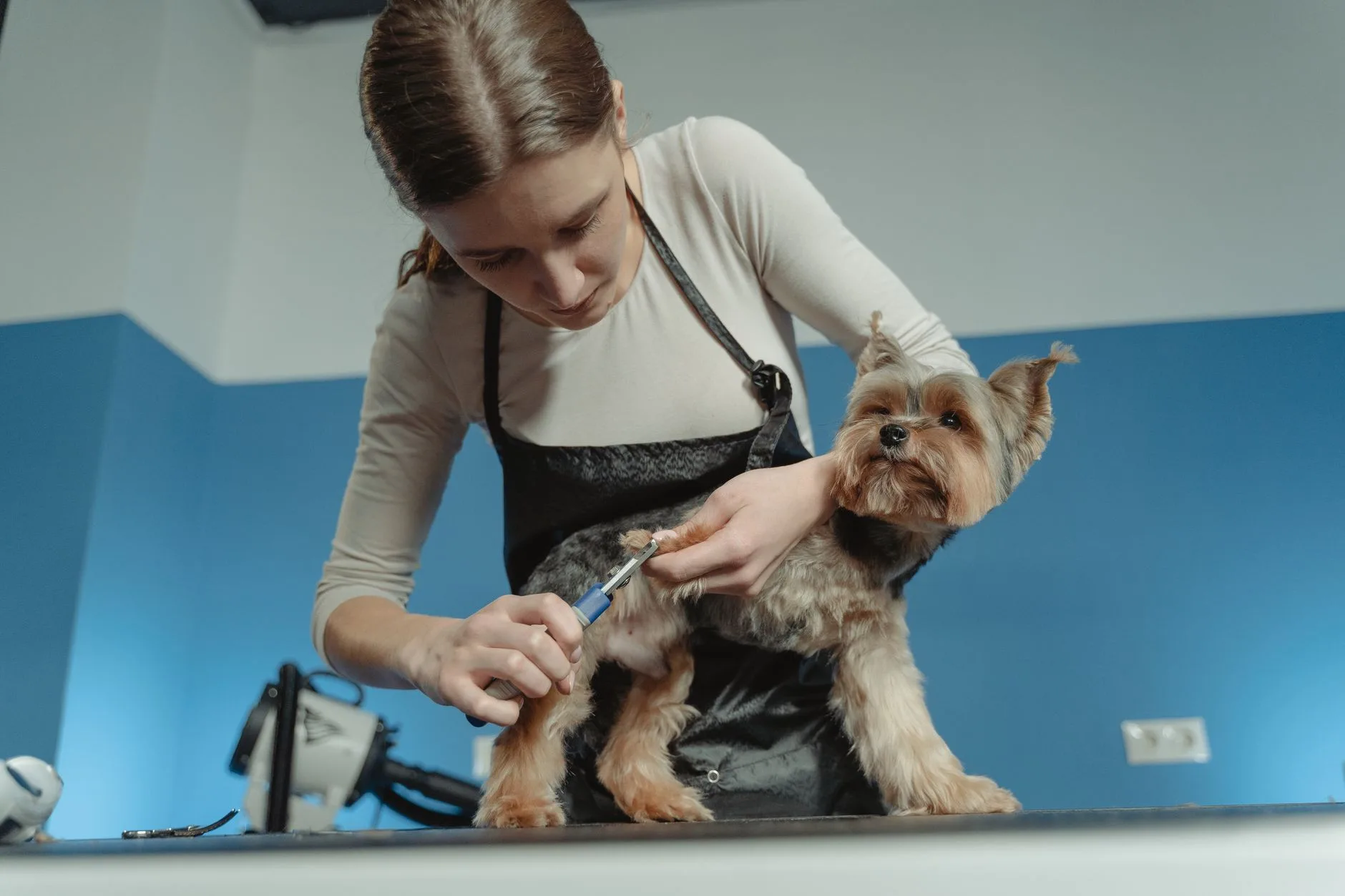 groomer with a small dog in a salon