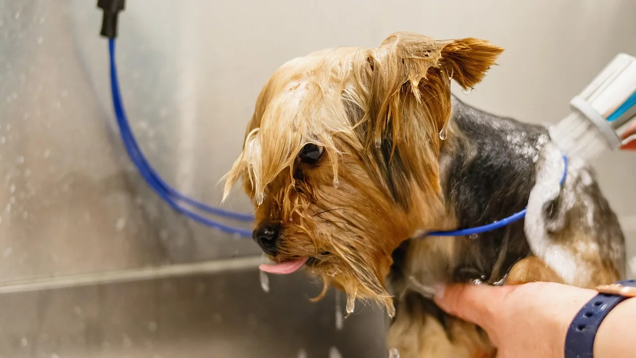 groomer bathing a small terrier