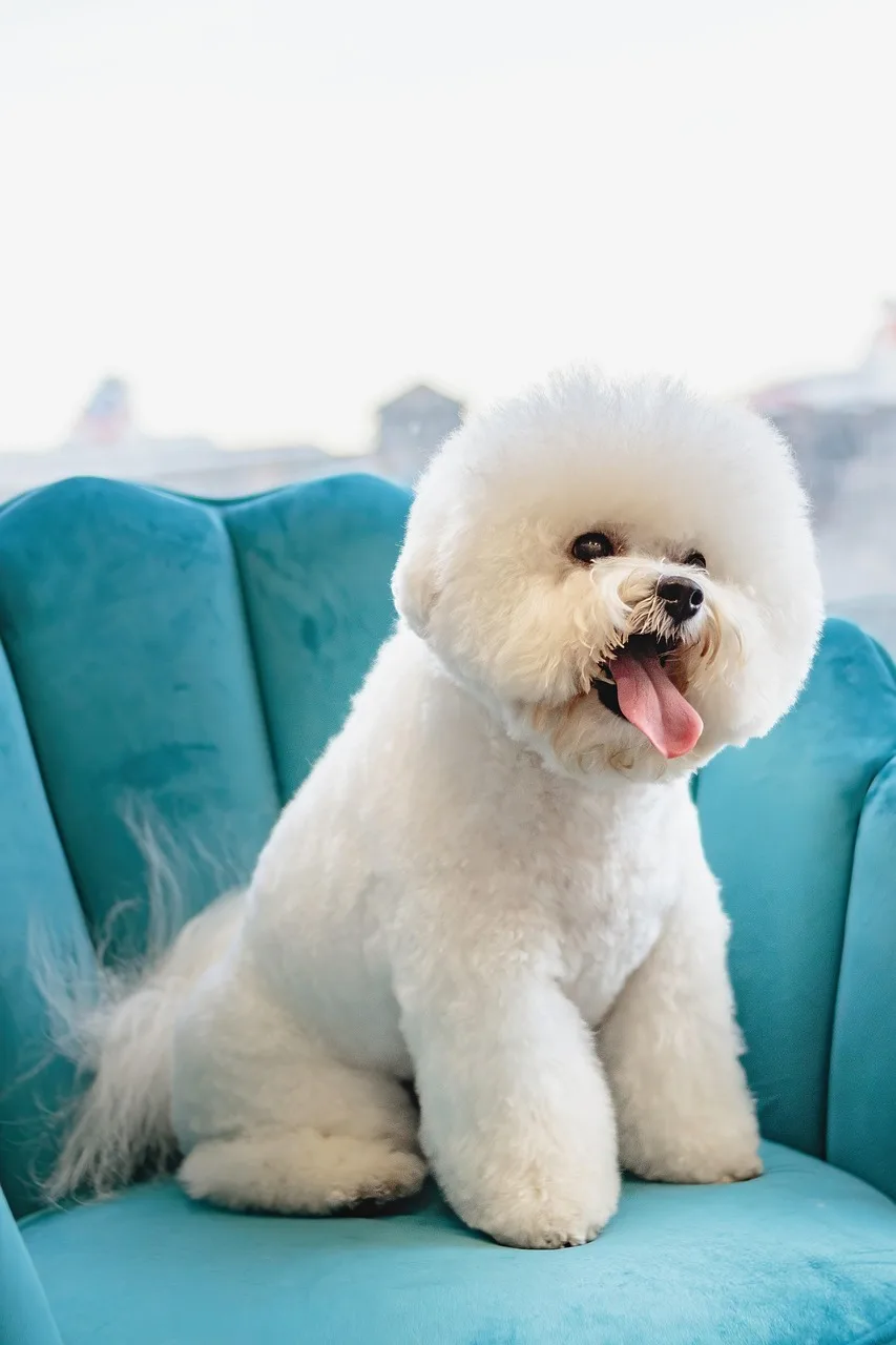 groomer drying a fluffy dog in salon